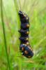 Cucullia lucifuga